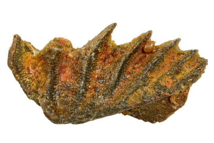 Cretaceous Lungfish (Ceratodus) Tooth Plate - Morocco #366751